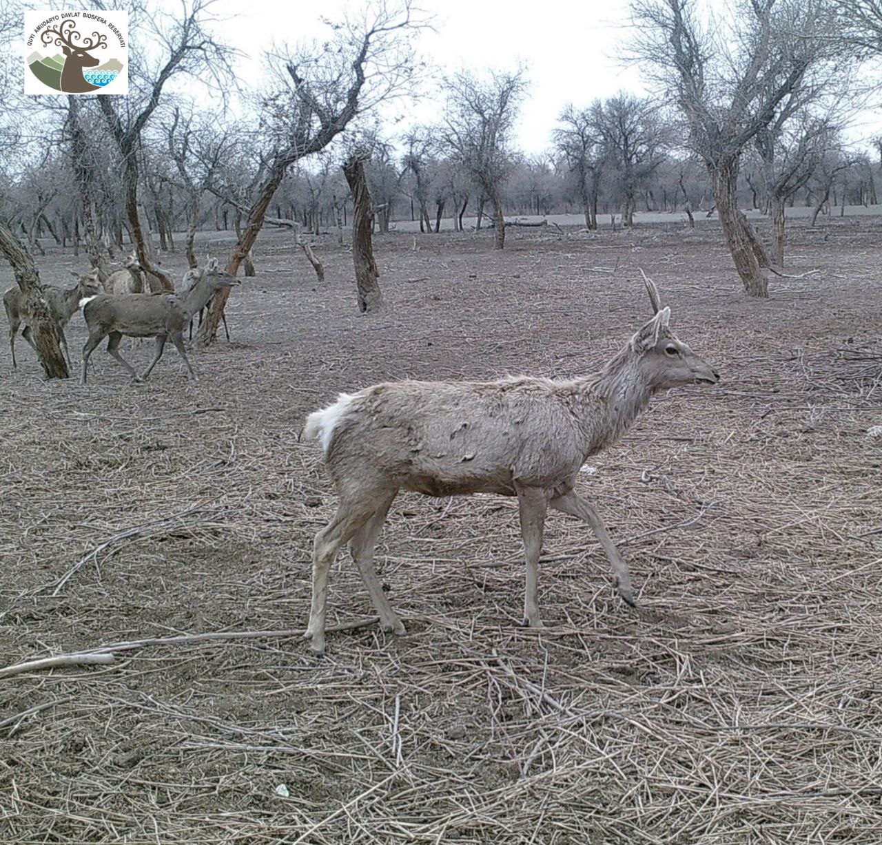 Quyi Amudaryo davlat biosfera rezervatining fotoqopqonga muxrlangan  fotolavhalar