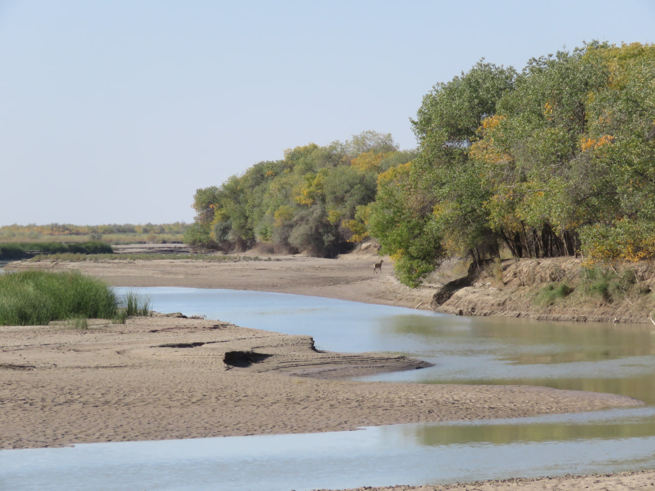 «Нижне-Амударьинский государственный биосферный резерват»