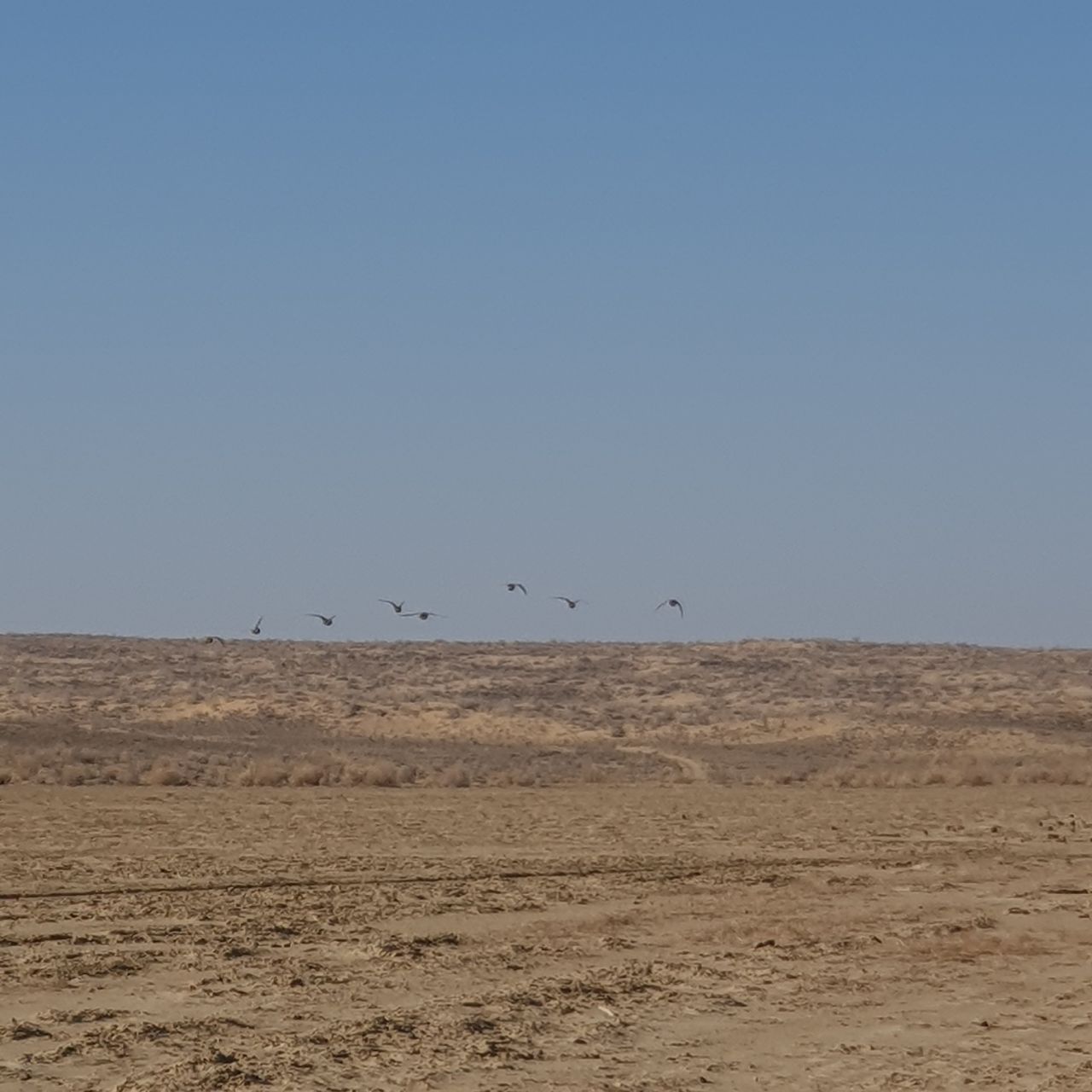 Национальный природный парк «Центральный Кызылкум»