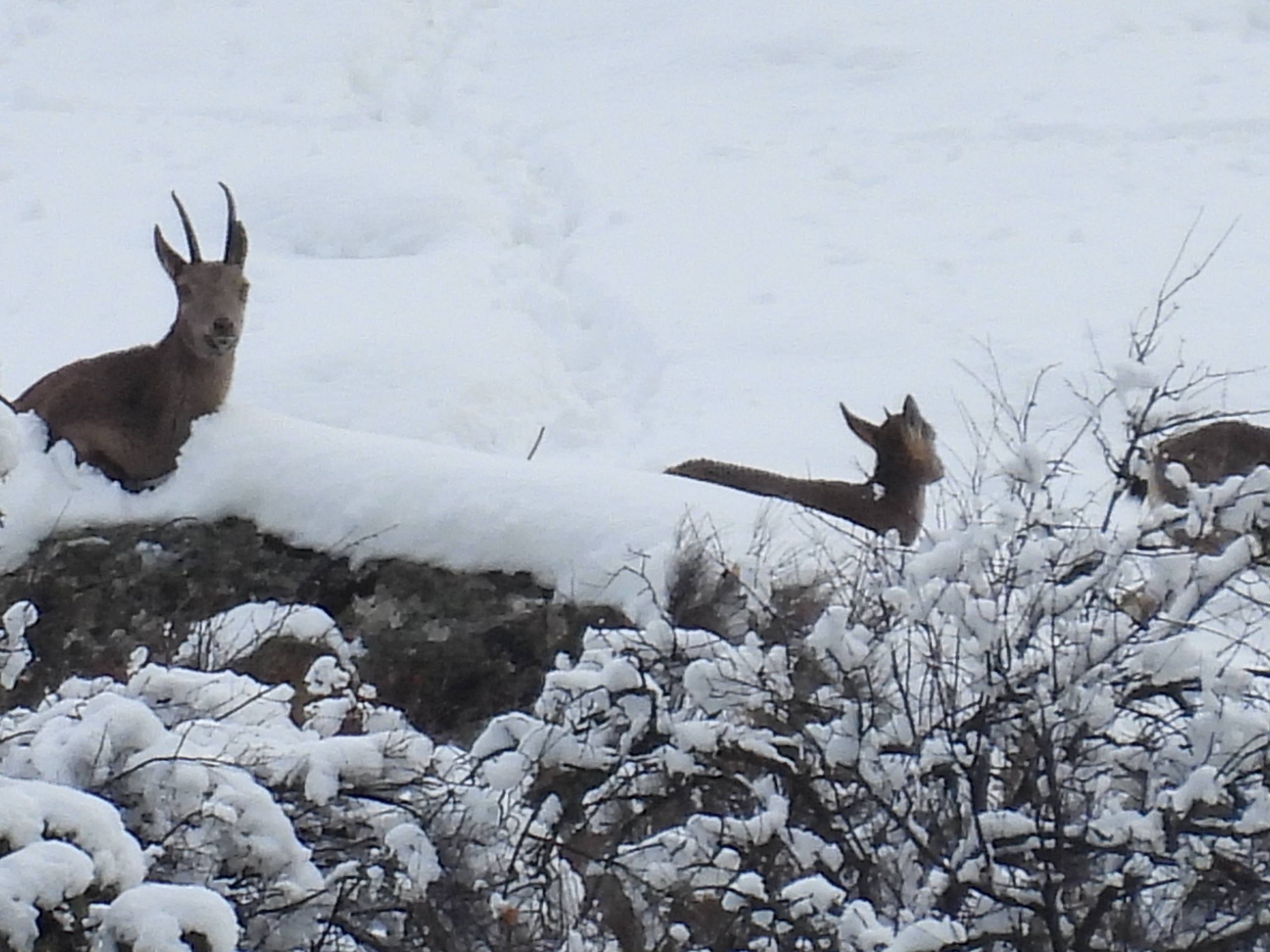 В Юкори-Тупалангском национальном природном парке движение сибирских горных козлов зафиксировано фотоловушками.