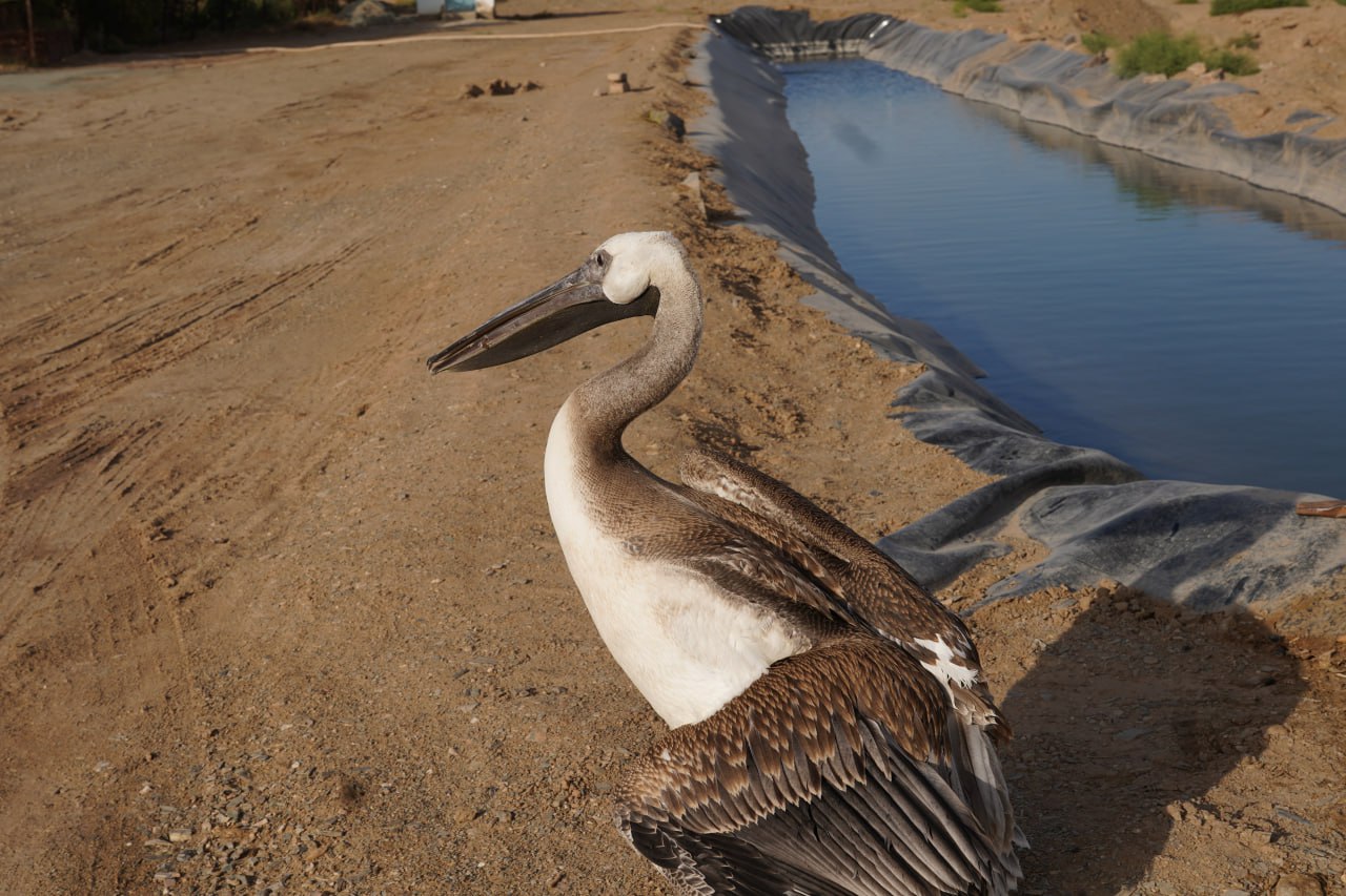 Мир дикой фауны: кадры из Нижнеамударьинского биосферного резервата