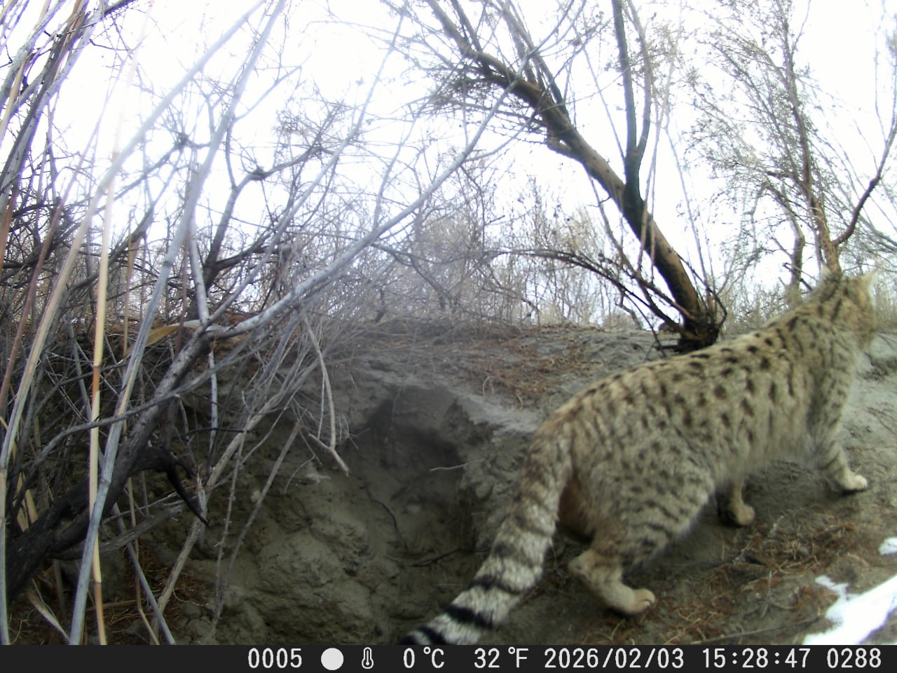 В Национальном природном парке «Центральные Кызылкумы» зафиксирован редкий среднеазиатский пустынный кот с помощью фотоловушки