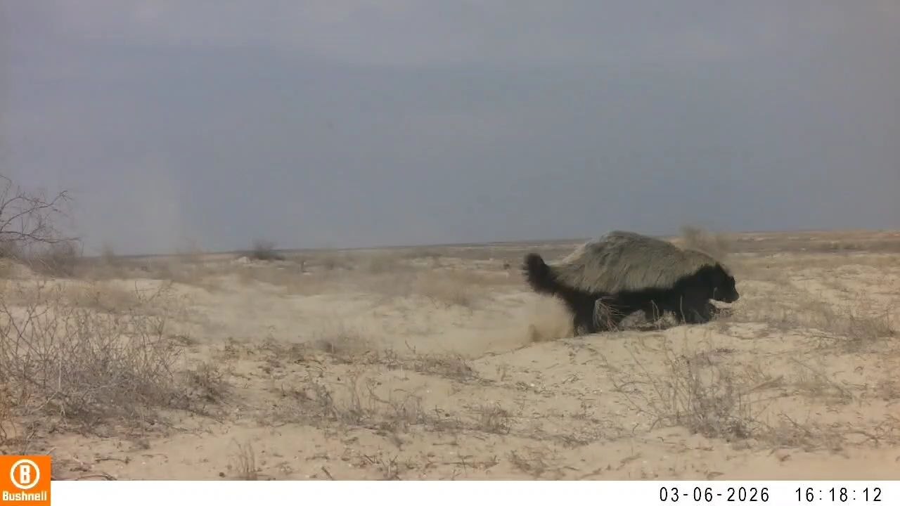 В национальном природном парке «Южный Устюрт» фотоловушка зафиксировала индийского медоеда, занесённого в Красную книгу